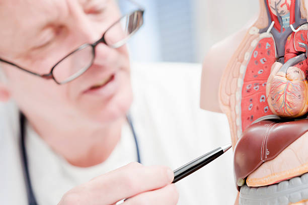 The Role of Stethoscopes in Liver Disease